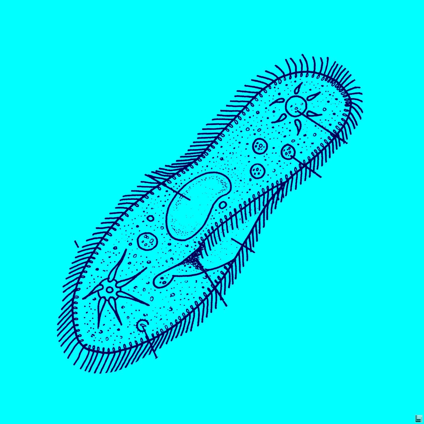 草履蟲 Paramecium